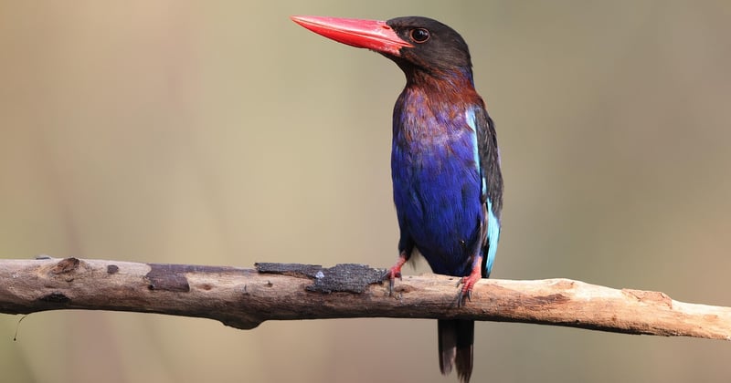 Itinéraire solo de deux semaines en Asie du Sud-Est : le guide ultime