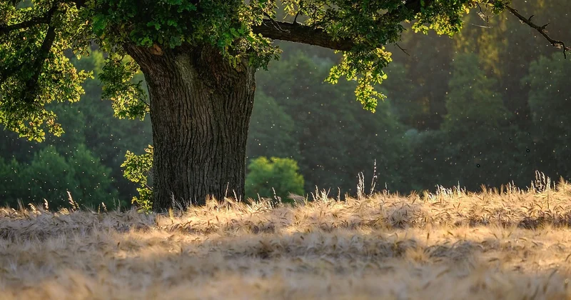 Les meilleures régions pour une randonnée facile en forêt, et celles à éviter